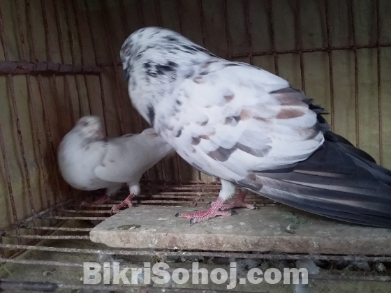 কবুতর pigeon